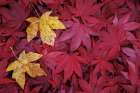USA, Washington State, Seabeck. Fallen maple leaves. Art Print
